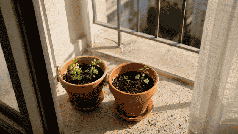 Two simple terracotta pots with seedlings on a sunny balcony — the perfect small start for beginner gardeners
