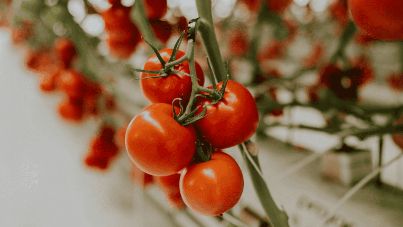 A close-up of a cluster of Sungold cherry tomatoes ripening on a garden vine, showing colors ranging from green to bright orange.
