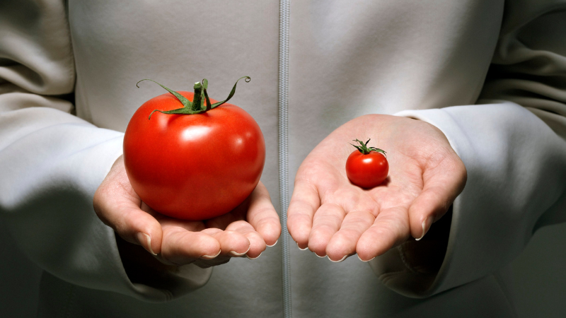 Comparing tomato root growth in a small plastic pot versus a 5-gallon fabric grow bag for container gardening.