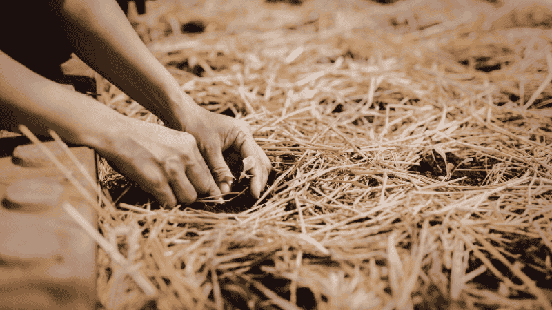 A gardener's hands spreading a thick layer of natural straw mulch around the base of young green plants to suppress weeds and retain moisture.