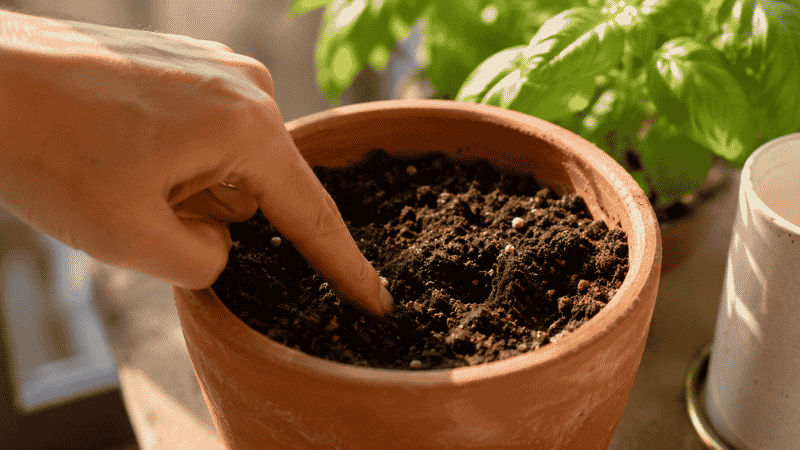 A person gently pressing one finger into potting soil to check moisture level — the simplest watering test for beginner gardeners
