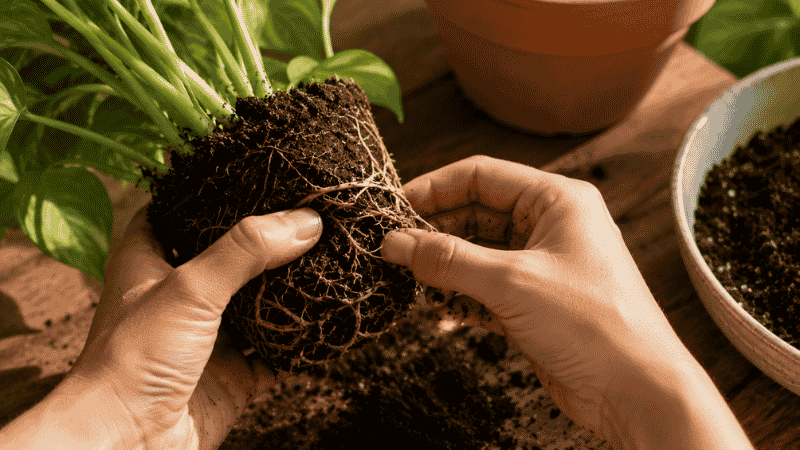 Hands gently loosening and untangling the roots of a houseplant before repotting into a new pot
