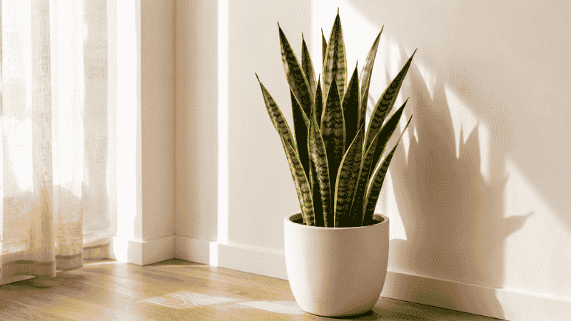 A healthy snake plant (Dracaena trifasciata) in a white ceramic pot on a wooden floor — one of the best low maintenance indoor plants for beginners