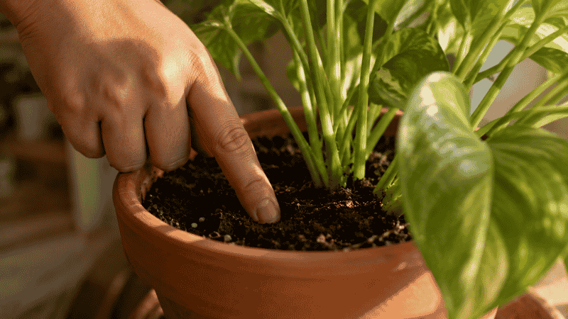 A finger pressing into potting soil to check moisture before watering — the single most important habit for keeping beginner plants alive