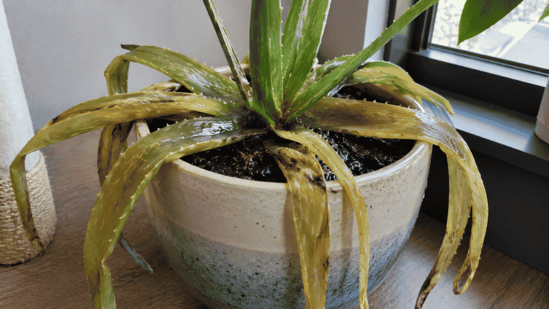 An aloe vera plant with soft mushy yellowing leaves drooping from overwatering — overwatering is the most common cause of aloe vera death and causes root rot
