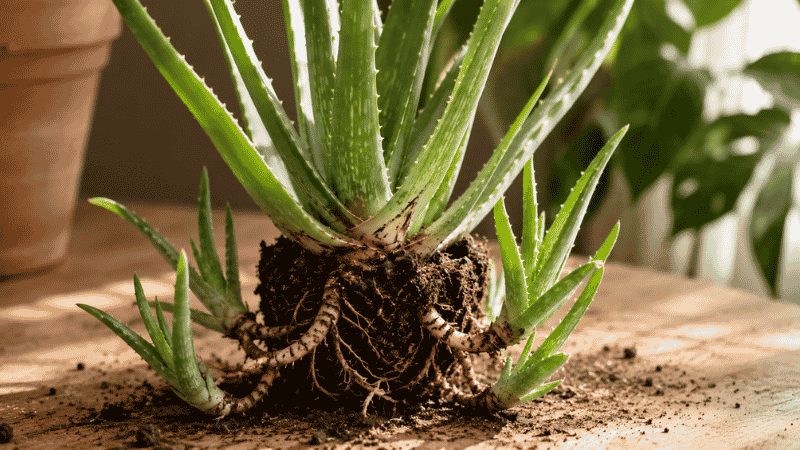 An aloe vera plant showing several small offset pup plants growing from the base — aloe vera pups can be separated and repotted as free new plants
