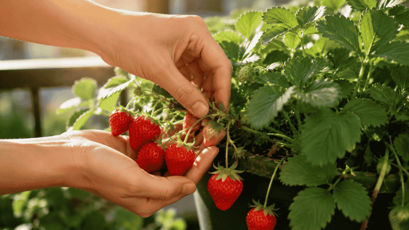 Hands harvesting ripe red strawberries from a container plant on a sunny balcony — the rewarding moment every beginner strawberry grower works toward