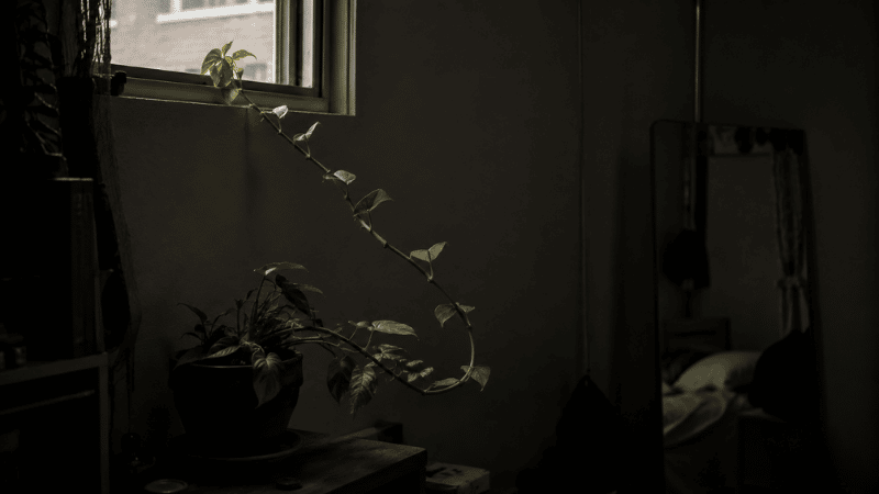 A houseplant with pale yellowing lower leaves stretching toward a window in a dim apartment — insufficient light is a common cause of yellowing leaves in houseplants
