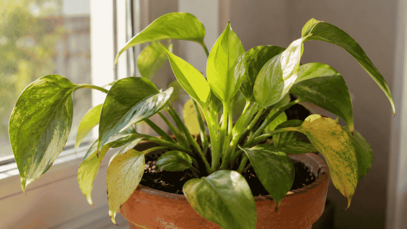 A houseplant pushing out fresh new green leaves after recovering from yellowing — fixing the cause of yellow leaves leads to healthy new growth within weeks