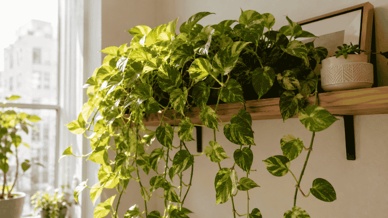 A lush golden pothos with long trailing vines cascading from a wooden shelf in a bright apartment — a complete beginner's guide to how to care for pothos
