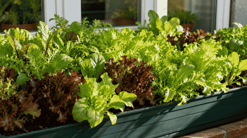 A window box overflowing with colorful mixed lettuce and salad greens — lettuce is one of the easiest vegetables to grow for beginners using the cut-and-come-again method

