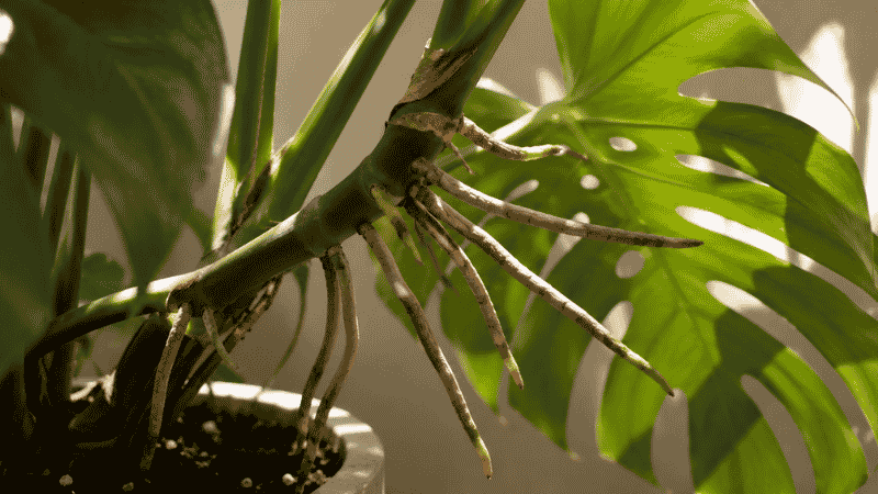 Close-up of monstera aerial roots emerging from the stem — aerial roots are completely normal and a sign of a healthy mature monstera plant
