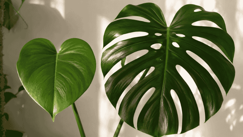 Two monstera leaves showing the difference between a young smooth leaf with no holes and a mature fenestrated leaf with dramatic splits — fenestrations develop as the plant matures and receives more light
