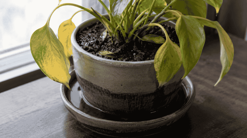 A houseplant with soft yellowing drooping leaves sitting in standing water in its saucer — overwatering is the most common cause of plant leaves turning yellow
