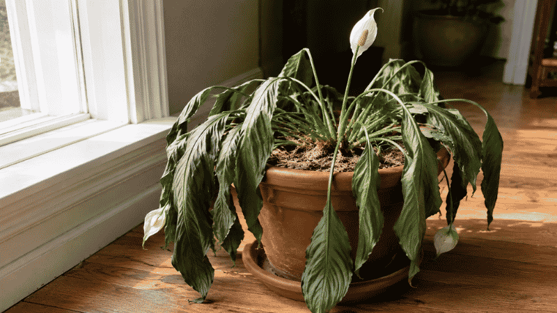 A peace lily with dramatically drooping leaves in a terracotta pot — drooping is the plant's built-in signal that it needs water and it recovers within hours of watering
