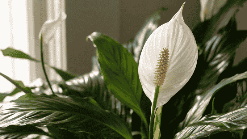 A close-up of a peace lily white spathe flower in full bloom surrounded by glossy green leaves — peace lilies need bright indirect light to produce their elegant white flowers
