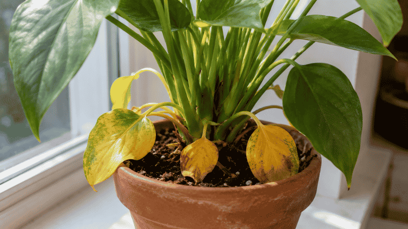 A houseplant with yellowing leaves at the base in a terracotta pot on a windowsill — a complete guide to why plant leaves turn yellow and how to fix every cause
