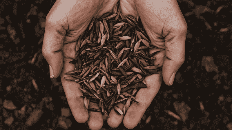 A pair of hands covered in dirt displayed slender and black-and-white marigold seeds on the dark and fertile soil.