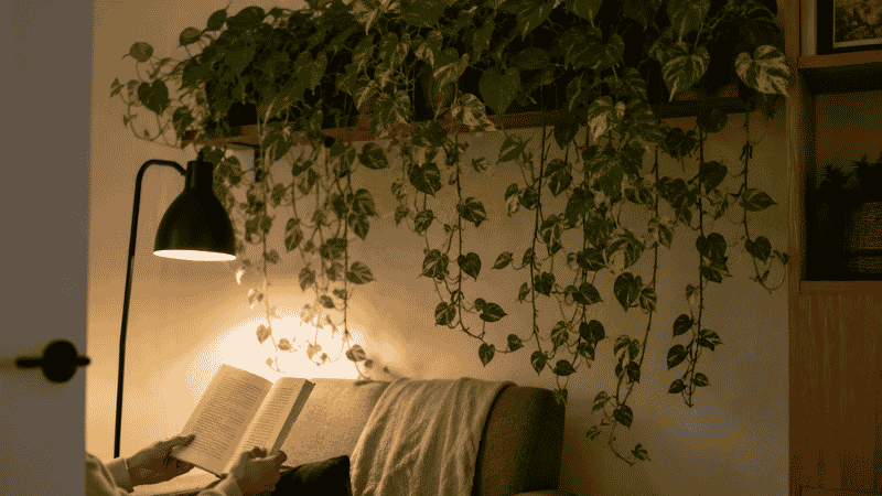 A large trailing pothos draped from a high shelf above a cozy reading corner in a warm apartment — pothos plants create a calming restorative atmosphere in any living space
