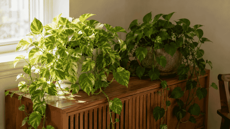 Two pothos plants showing the difference between bright indirect light with vibrant variegation and low light with greener less-patterned leaves — light is the most important factor in pothos care
