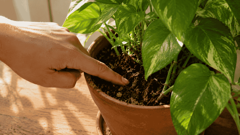 A finger pressing into dry pothos soil to check moisture before watering — water pothos only when the top 1-2 inches of soil feel completely dry
