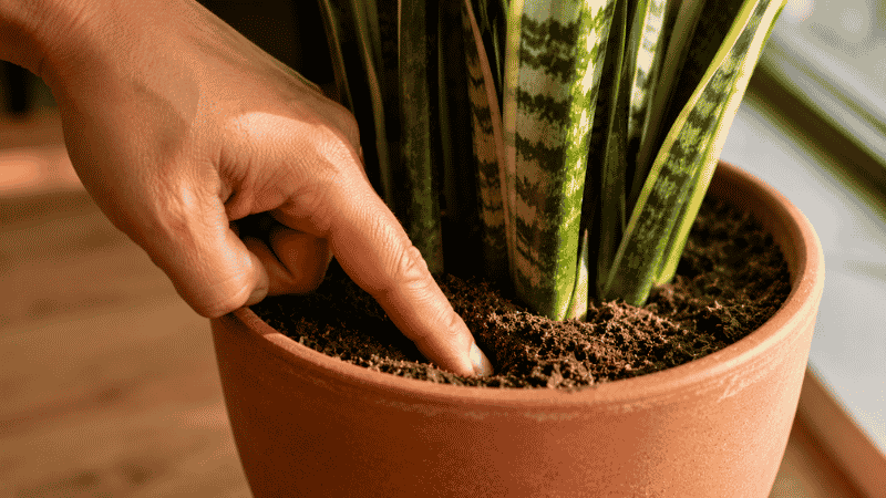 A finger pressing into dry potting soil in a snake plant pot to check moisture level — water snake plants only when the top 2-3 inches of soil are completely dry
