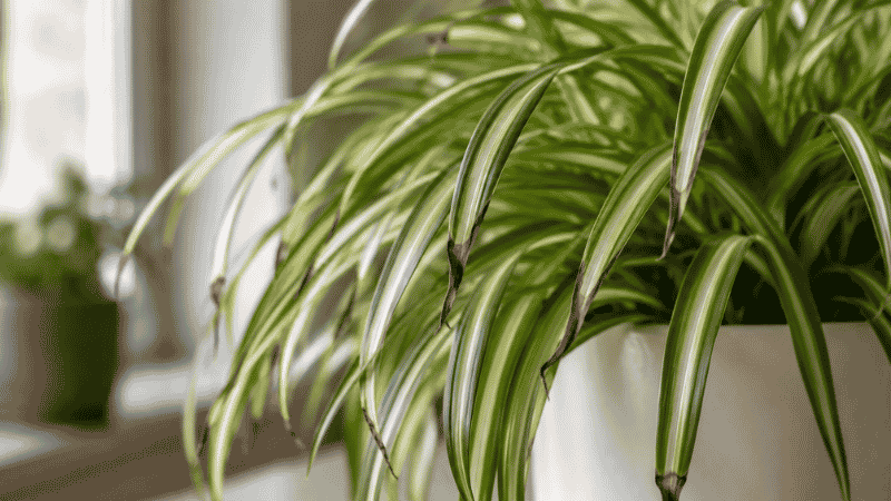 Close-up of spider plant leaves with brown crispy tips — brown tips on spider plants are almost always caused by fluoride and chlorine in tap water, not overwatering
