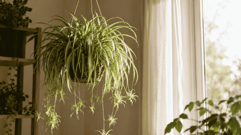 A lush spider plant with variegated green and white leaves cascading from a hanging basket near a bright window with baby spiderettes trailing below — complete spider plant care guide for beginners
