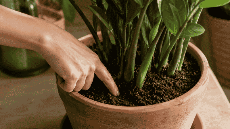 A finger pressing deep into dry soil in a ZZ plant pot to check for complete dryness before watering — water ZZ plants only when the soil is completely dry throughout
