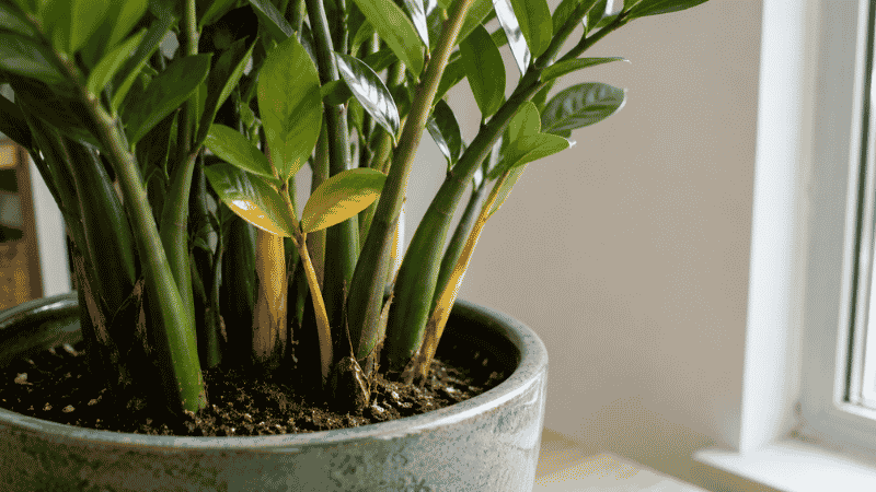 A ZZ plant with yellowing stems at the base — yellow leaves on ZZ plants are almost always caused by overwatering and rhizome rot from consistently wet soil

