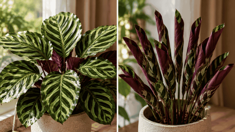 Calathea leaves shown in both open daytime position and closed nighttime prayer position — the leaf movement called nyctinasty is completely normal calathea behavior
