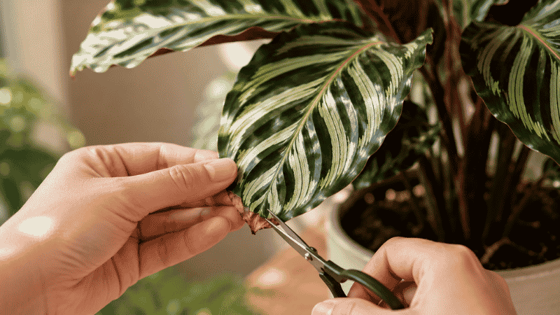 Hands trimming brown crispy edges from a calathea leaf with scissors — brown tips on calathea are caused by low humidity or tap water chemicals and can be trimmed without harming the plant