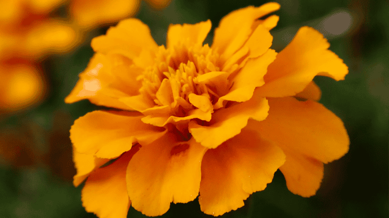 A close-up photo of a bright orange French marigold, with water droplets on its petals, growing in dark and fertile potting soil.