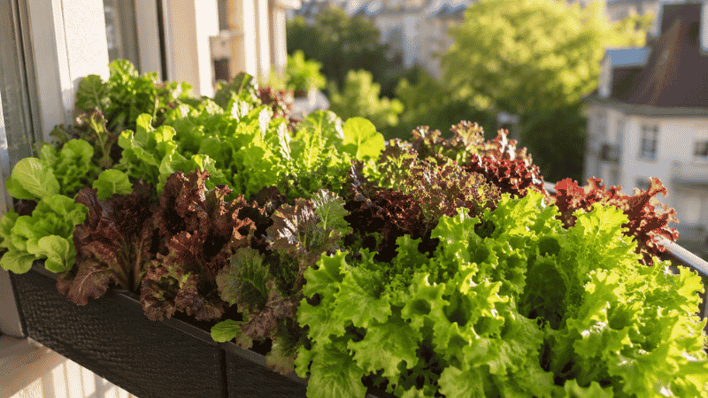 A lush planter overflowing with colorful mixed loose-leaf lettuce on a sunny balcony — beginner's guide to how to grow lettuce in containers at home