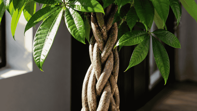 Close-up of a money tree braided trunk showing the intricate interweaving of stems — the braid is purely cosmetic and does not affect the plant's health
