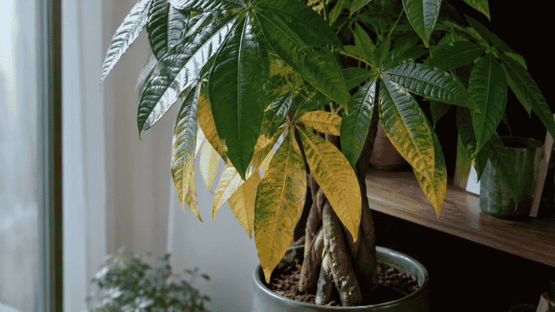 A money tree with yellowing leaves — yellow leaves on a money tree are almost always caused by overwatering and are the most common money tree care problem
