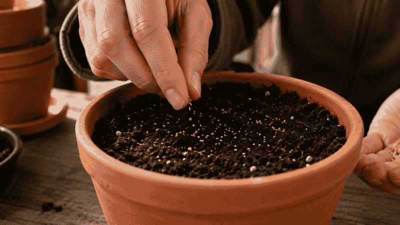 Hands scattering lettuce seeds across the surface of moist potting mix in a terracotta pot — lettuce seeds need light to germinate and should barely be covered with soil
